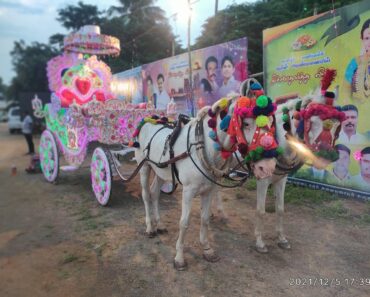 Horse chariot for wedding