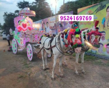 Horse Chariot for Wedding