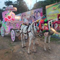 Horse chariot for wedding Horse chariot for wedding