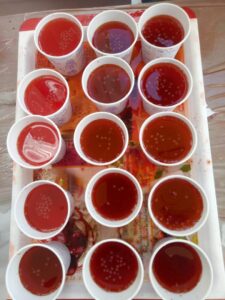 Welcome drinks for wedding